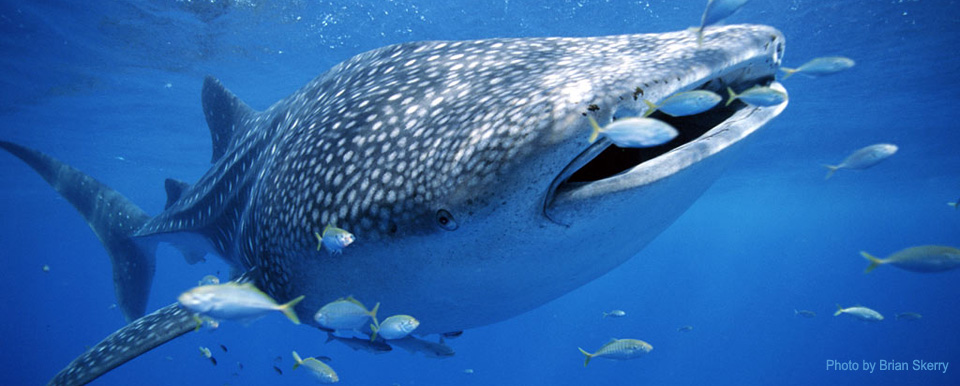 Whale Shark Tours Isla Mujeres