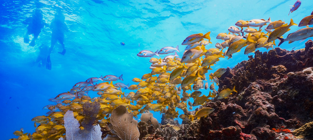 Snorkeling Tours Isla Mujeres Mexico