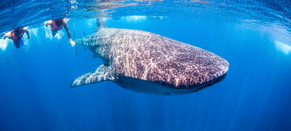 Whale Sharks Tours Isla Mujeres Mexico